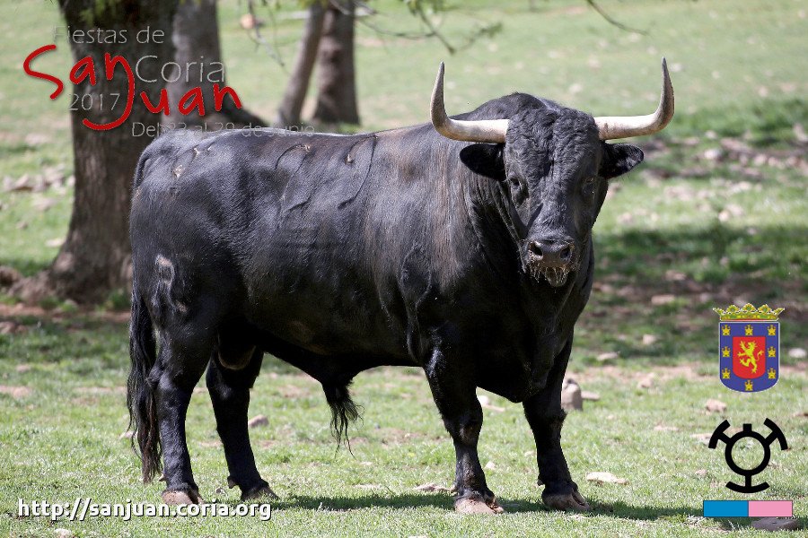 Toro de Tarde del 24
