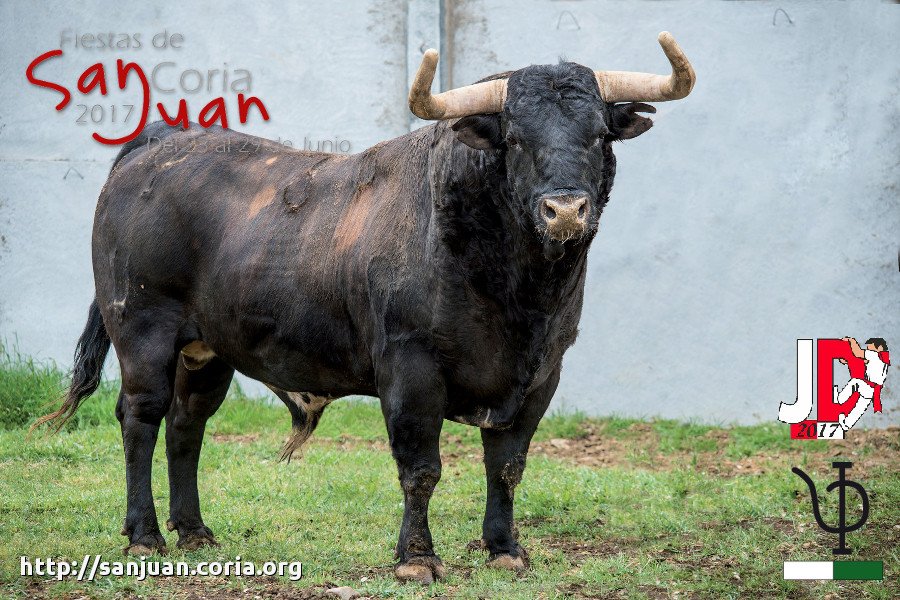 Toro Junta de Defensa. Mañana del 25
