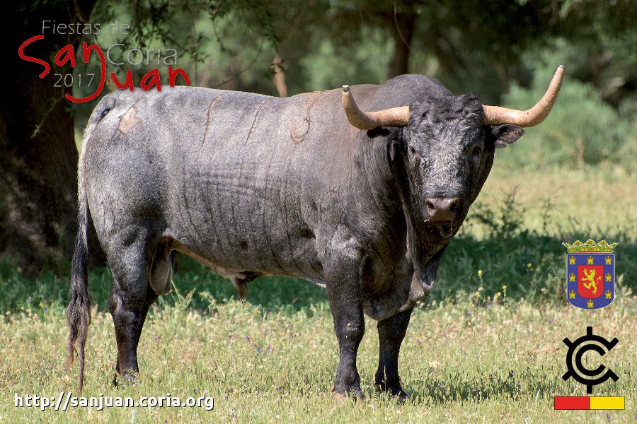 Toro del Ayuntamiento. Madrugada del 26
