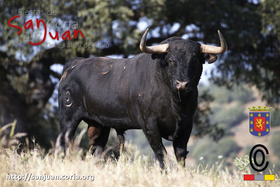 Toro del Ayuntamiento. Madrugada del 28